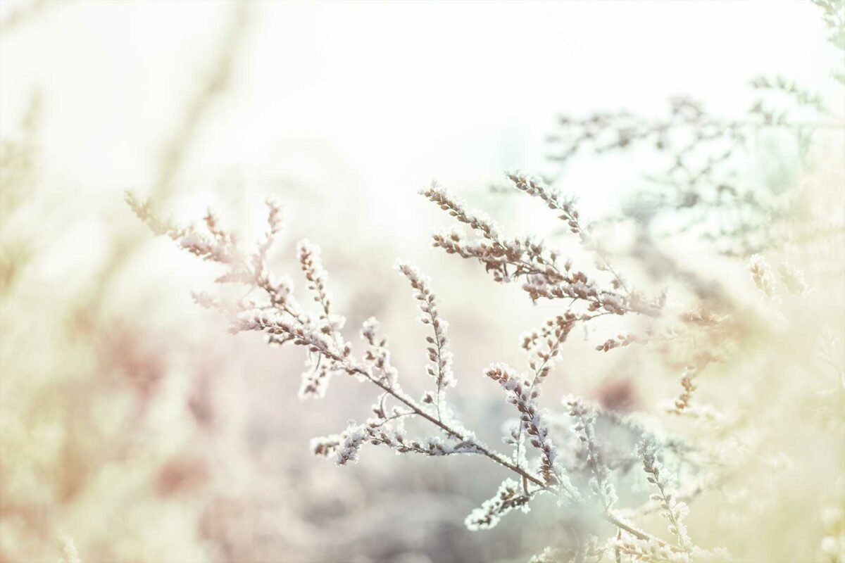 Winterschutz für Pflanzen